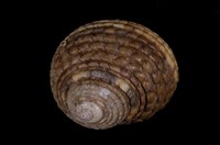 藏品(草蓆鐘螺)的圖片